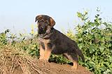 BERGER ALLEMAND 553